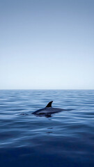 Fototapeta premium Dolphin swimming in the sea