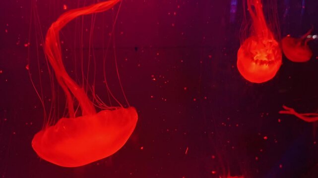 Jellyfish, also known as sea jellies or simply jellies, are the medusa-phase of certain gelatinous members of the subphylum Medusozoa, which is major part of the phylum Cnidaria at VGP Marine Kingdom.