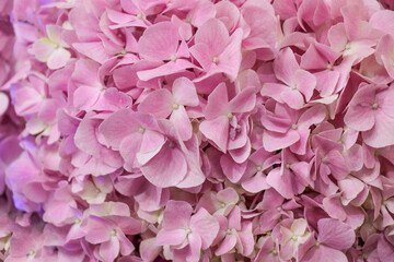 Purple flowers for the background