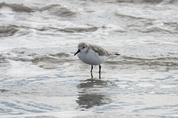 sanderling calidris alba standing in the sea