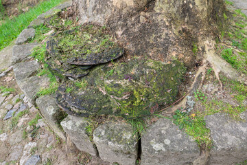 Obraz premium old tree mushroom, fungi, fungus, tree, moss, plant, wood, forest, bark, green, trunk, texture, root, brown, wildlife, nature, old, grass, leaf, roots, branch, trees, natural, travel, landscape, park,