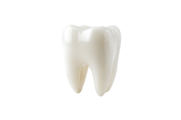 White Tooth Model - Transparent Background