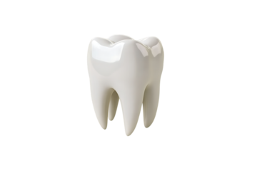 White Tooth Model - Transparent Background