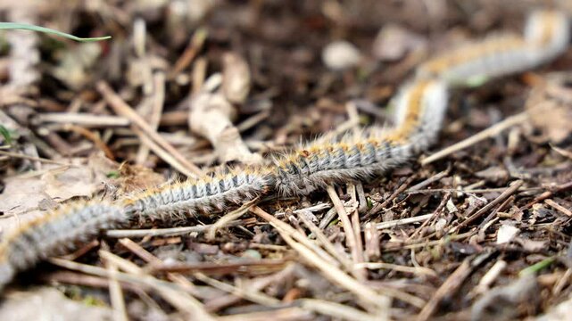 Chenilles processionnaires