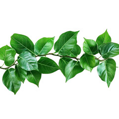 Fototapeta premium green leaves isolated on a white background 