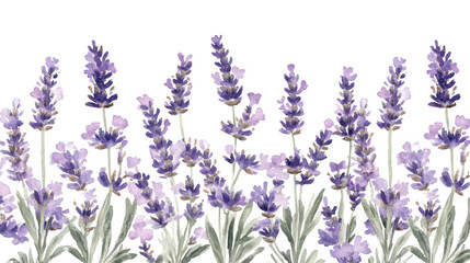 Obraz premium Beautiful Lavender Blossoms in Watercolor Style