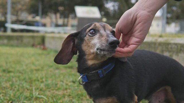Senior dachshund enjoying cuddles from its owner in a park