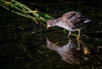 Juvenile moorhen standing in water with reflection. Head lowered with reeds in the background....