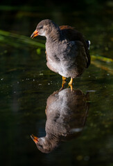 Juvenile moorhen standing in water with reflection. Facing the camera with reeds in the background....