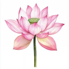 Fototapeta premium Watercolor Pink Lotus Flower Botanical Illustration