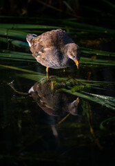 Juvenile moorhen standing on reeds with reflection. Common moorhen (Gallinula chloropus) in Kent, UK.