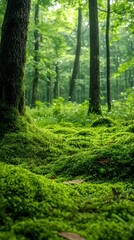Fototapeta premium Moss-covered earth in woodland with rich green texture