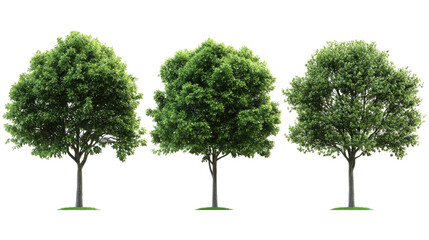 Obraz premium Three Stages of Tree Growth