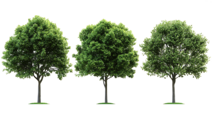 Three Stages of Tree Growth