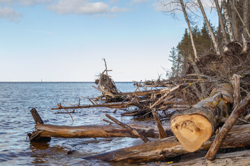 
sea ​​with a sandy shore and dry tree branches.