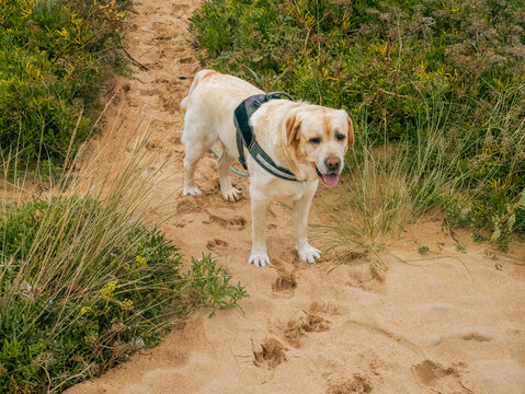 labrador on the sand
