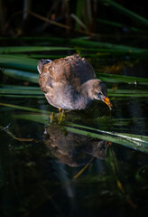 Juvenile moorhen standing on reeds with drop of water on its beak. Common moorhen (Gallinula chloropus) in Kent, UK.