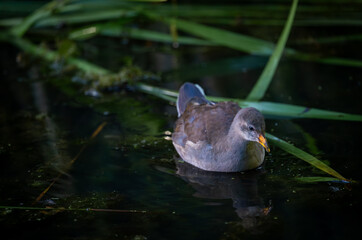 Juvenile moorhen swimming on a pond with reeds in the background. Common moorhen (Gallinula...