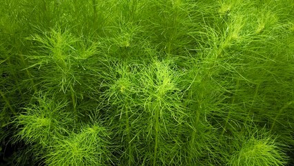 Green leaves for background