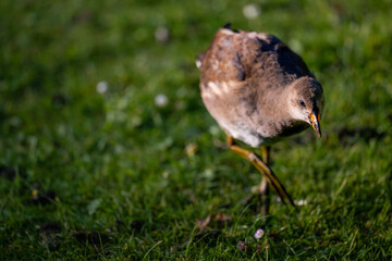 Juvenile moorhen standing on grass with copy space to left. Common moorhen (Gallinula chloropus) in...