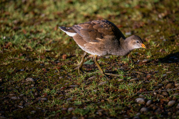 Juvenile moorhen walking in bright sunlight. Common moorhen (Gallinula chloropus) in Kent, UK.