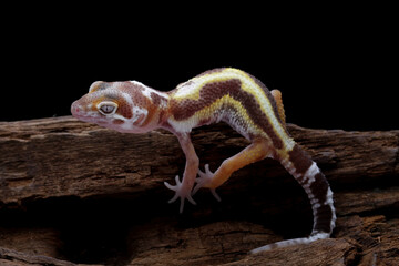 Leopard gecko lizard crawling on wood, lizard isolated on black, eublepharis macularius