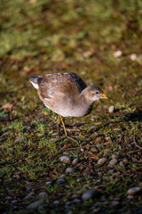 Juvenile moorhen walking in bright sunlight. Common moorhen (Gallinula chloropus) in Kent, UK.