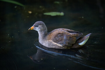 Juvenile moorhen swimming on a pond. Common moorhen (Gallinula chloropus) in Kent, UK.