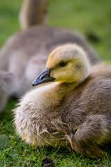 One Canada goose gosling looking left. Canada geese (Branta canadensis) in Kent, UK.