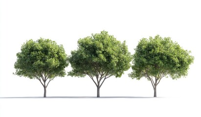 Three trees in a row against a white background. Lush green foliage on each tree, with visible trunks