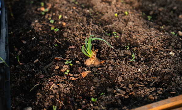 Organic Onions Cultivated in a Small Home Garden