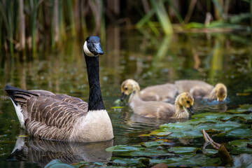 Canada goose family with one adult bird and three goslings swimming on a pond with reeds and lily pads. Canada geese (Branta canadensis) in Kent, UK.