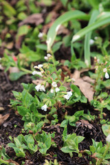 Closeup of Lungwort Sissinghurst White blooms, Derbyshire England
