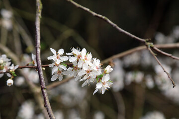 Closeup of white Cherry Plum blossom, Derbyshire England
