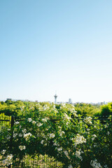 Garden of Japan, Osaka