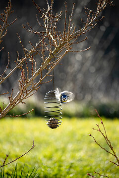 M&eacute;sange bleue s'envolant apr&egrave;s avoir picor&eacute; une boule de graisse dans une suspension en spirale accroch&eacute;e &agrave; un arbre au printemps