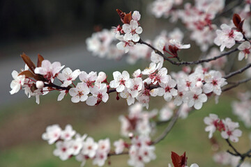 Macro image of pink tinged Cherry Plum blossom, Derbyshire England
