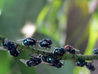 fly on the green leaves, close - up.