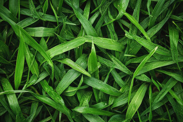 Fototapeta premium Close up: Green grass glistening with water droplets.