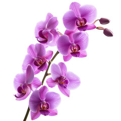 A vibrant cluster of purple orchids, showcasing delicate petals and intricate textures.