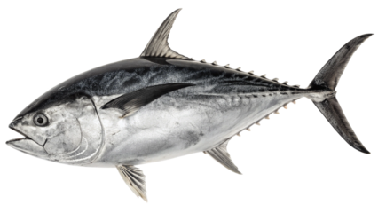 tuna fish isolated on transparent, sea food fish tuna