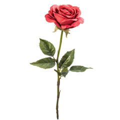Obraz premium Red Rose Abstract Background Floral Design,