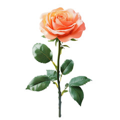 Obraz premium Peach Rose Abstract Art Floral Design Nature Beauty