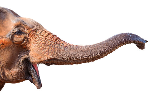 a close-up of an elephant's trunk extended. The detail captures the wrinkles and texture of the elephant's skin