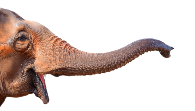 a close-up of an elephant's trunk extended. The detail captures the wrinkles and texture of the elephant's skin