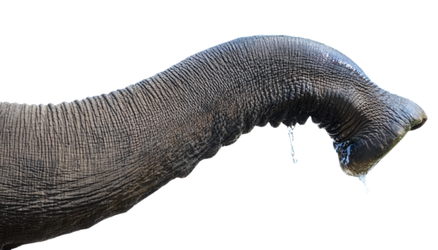 close-up shot of an elephant trunk with water dripping from the end