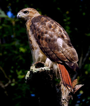 A red-tailed hawk