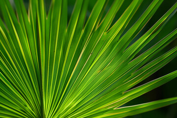 Graceful Palm Leaf Shaping a Tropical Landscape