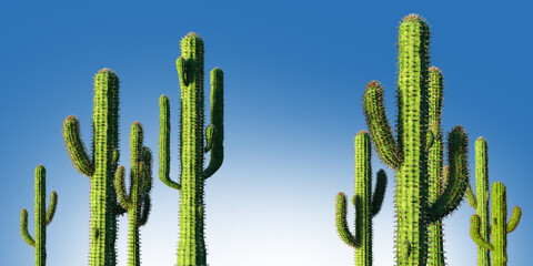 Green cacti. Spiny plants. Flora of arid areas. Cacti under blue sky. Plants of southern regions....