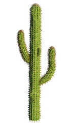Wild cactus. Green tall plant with thorns. Cactus growing in hot desert. Cacti isolated on white background. Wild evergreen cactus. Plants from succulent family. Flora, nature, environment. 3d image